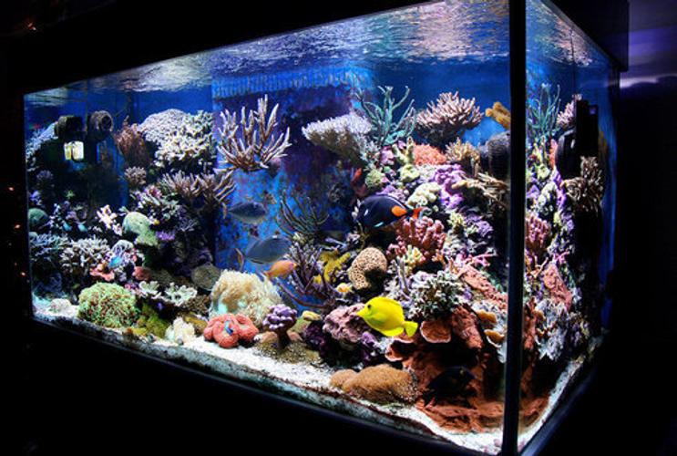 Leyu Tropical Fish Tanks for Sale Leyu خزانات الأسماك الاستوائية للبيع