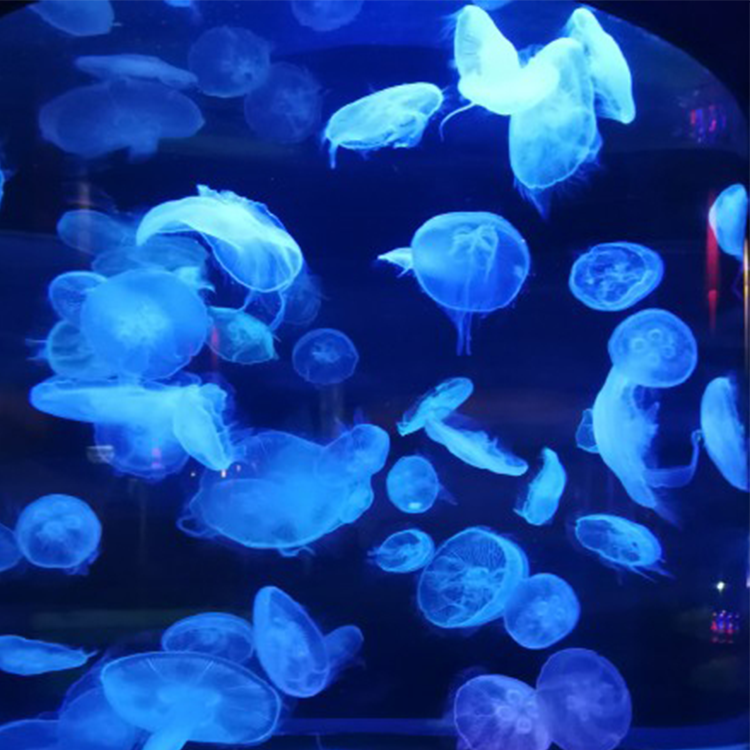 Jellyfish Cylinder Aquarium حوض السمك اسطوانة قنديل البحر