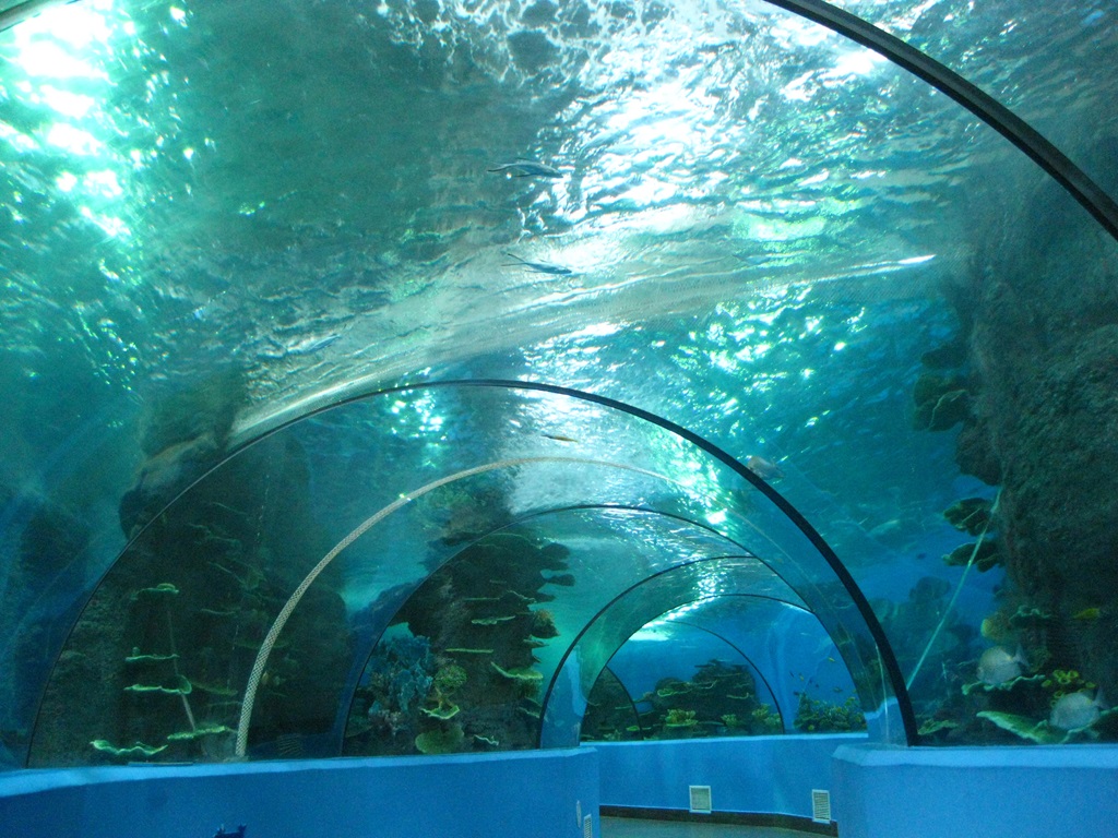 عالم المحيط القطبي Hefei Hanhai - نفق Leyu Aquarium (2)