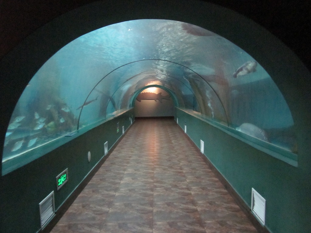 عالم المحيط القطبي Hefei Hanhai - نفق Leyu Aquarium (6)