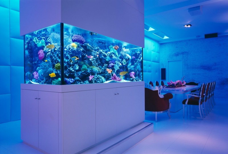 Aquariums Fish Tanks أحواض السمك أحواض السمك