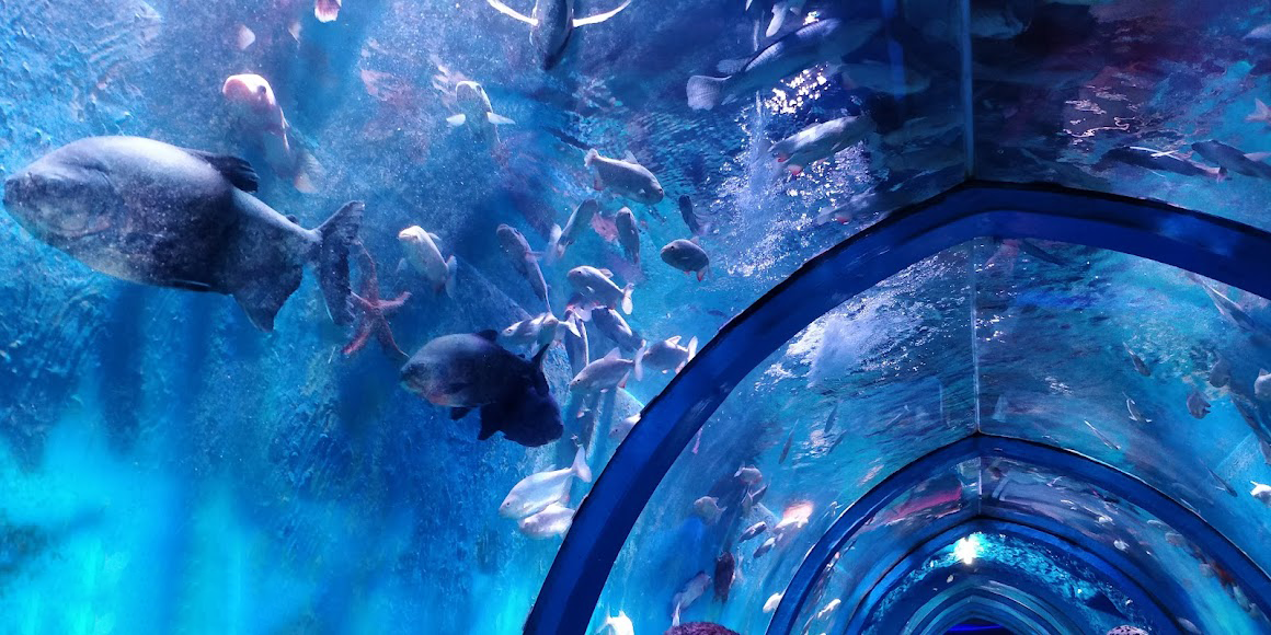 acrylic aquarium tunnel نفق حوض السمك الاكريليك