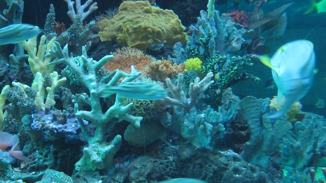 مشروع13