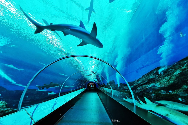 كيفية بناء نفق تحت الماء يرجى الانتباه إلى مصنع منتجات Leyu Plexiglass - Leyu 