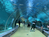 حوض أسماك نفق أكريليك Oceanarium لمطعم تحت الماء أو حديقة المحيط-LEYU