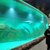 نافذة أكريليك مخصصة لحوض السمك Oceanarium-Leyu مصنع منتجات صفائح الأكريليك 